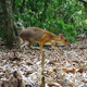 A silver-backed chevrotain.